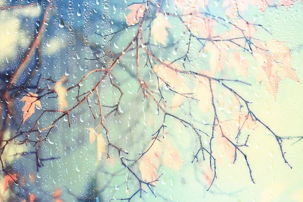 rain window autumn park branches leaves yellow / abstract autumn background, landscape in a rainy window, weather October rain