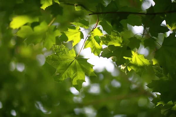 Ramas Verdes Hojas Fondo Resumen Vista Bosque Verano Estacional Follaje —  Fotos de Stock