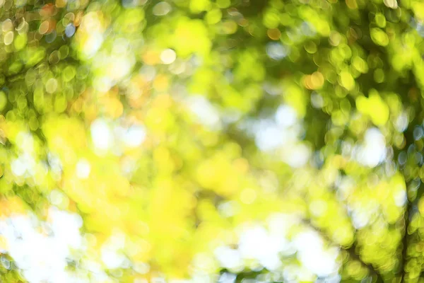 Ramas Verdes Hojas Fondo Resumen Vista Bosque Verano Estacional Follaje —  Fotos de Stock