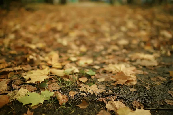 Fallen Yellow Leaves Background Abstract Seasonal Plain Yellow Leaves Background — Stock Photo, Image