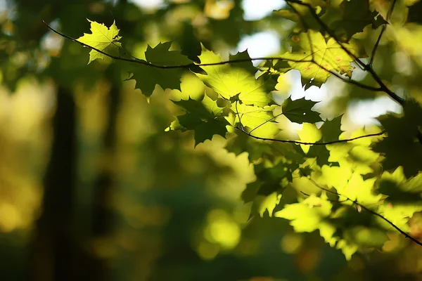 Hermoso Paisaje Bosque Del Parque Del Otoño Árboles Follaje Amarillo —  Fotos de Stock