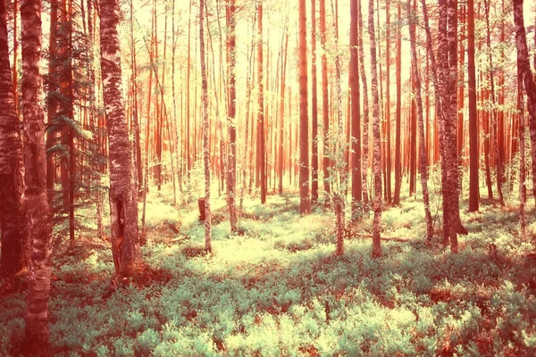 Sommarpark Landskap Säsongs Utsikt Gröna Träd Sommaren Koncept Natur Promenad — Stockfoto