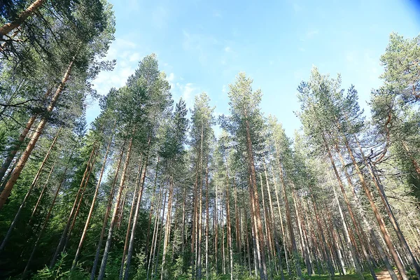 Letní Lesní Krajina Selektivní Zaměření — Stock fotografie