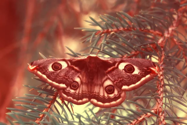 Schmetterling Pfauenauge Nachtaktiv Insekt Schöner Schmetterling Pfauenauge Freier Wildbahn — Stockfoto