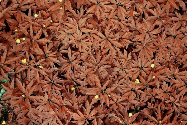 Wilde Blumen Draufsicht Hintergrund Abstrakte Saisonale Hintergrund Sommer Kleine Blumen — Stockfoto