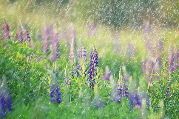 Rain Weather Drops Wet Weather Concept Abstract Drops Water Jets — Stock Photo, Image