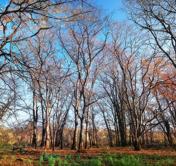 Paesaggio Autunno Parco Concetto Natura Paesaggio Stagionale Stagione Autunno Foresta — Foto Stock