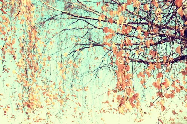 Zweige Blätter Gelb Hintergrund Abstrakt Saisonalen Hintergrund Fallende Blätter Schönes — Stockfoto