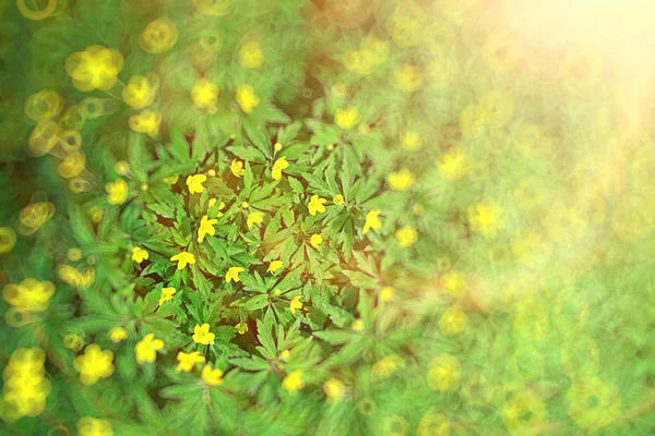 Buttercups Fleurs Fond Abstrait Fond Saisonnier Printemps Été Fleur Naturelle — Photo