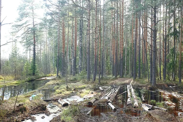 Herfst Bos Noord Landschap Het Herfst Bos Noordelijk Natuur Zicht — Stockfoto