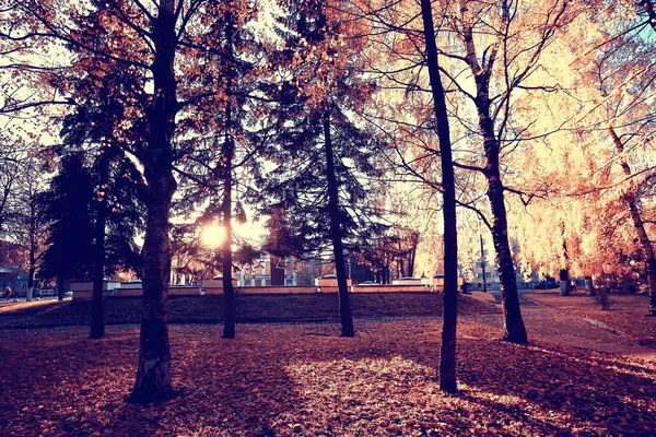 Őszi Park Táj Szezonális Őszi Táj Egy Sárga Parkban Nap — Stock Fotó