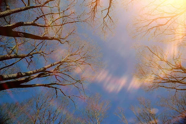 Branches Autumn Top Background Abstract Seasonal Sky Background — Stock Photo, Image