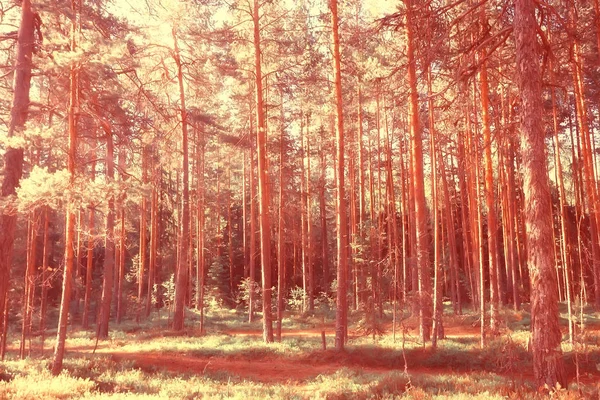 秋の公園の風景 コンセプト自然の季節の風景シーズン 木インドの夏 — ストック写真