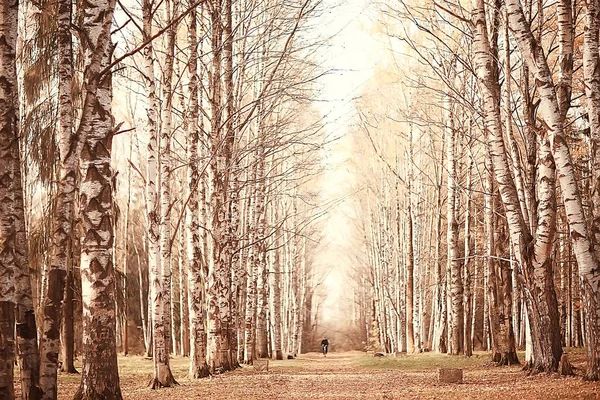 Brouillé Automne Fond Écran Parc Jaune Forêt Automne Concept Paysage — Photo