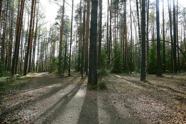 Frühling Waldlandschaft Saisonal Grün Hintergrund Bäume Wald Frischer Frühling Sonnige — Stockfoto