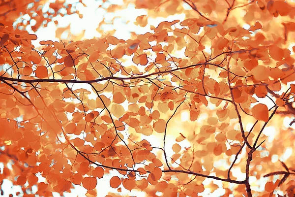 背景黄色の葉抽象的 季節の眺め 落ち葉10月背景 — ストック写真