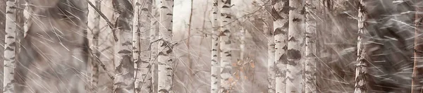 Herfst Bos Achtergrond Regen Landschap Het Bos Van Oktober Nat — Stockfoto