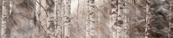 Höst Skogs Bakgrund Regn Landskap Oktoberskogen Våt Regnväder — Stockfoto