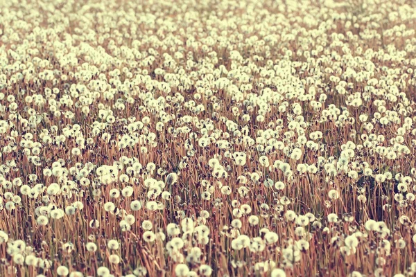 Paesaggio Fiori Selvatici Grande Campo Cielo Paesaggio Nel Villaggio Fiori — Foto Stock