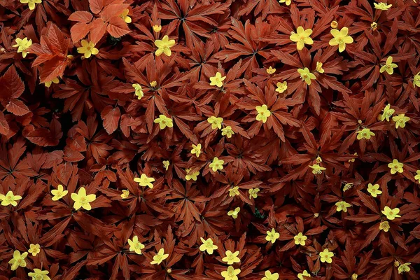 Yabani Çiçekler Üst Görünüm Arka Plan Soyut Mevsimsel Arka Plan — Stok fotoğraf