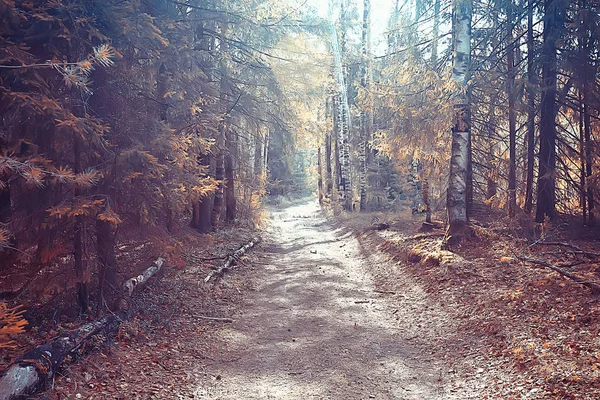 Krajobraz Jesiennym Parku Koncepcja Natura Sezonowa Krajobraz Sezon Jesień Las — Zdjęcie stockowe