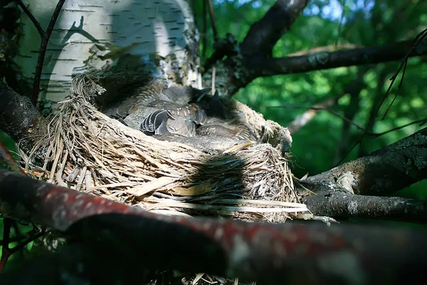 Nest Mit Drossel Drossel Wildtiere Küken Nest Kleine Vögel Kinder — Stockfoto