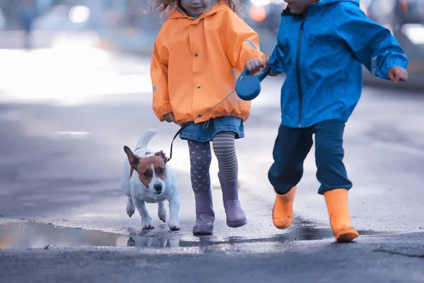 子供の犬の秋 2人の子供 秋の公園で小さな犬と一緒に歩く男の子と女の子 — ストック写真