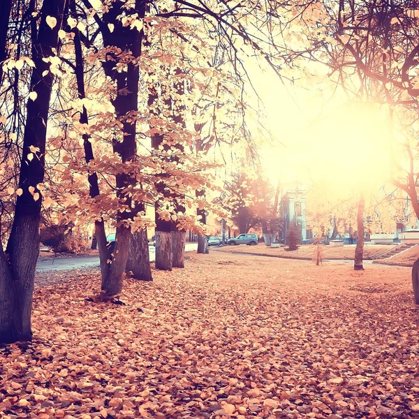 秋天公园的阳光景观 黄色公园的季节性秋季景观 月的日落阳光 — 图库照片