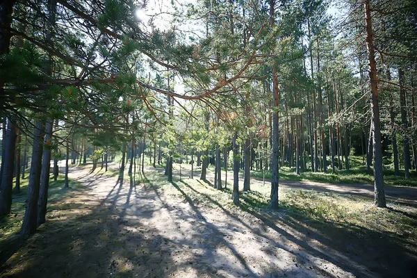 Letní Park Krajina Sezonní Výhled Zelené Stromy Létě Koncept Přírodní — Stock fotografie