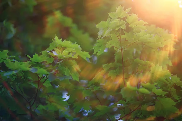 绿叶背景 抽象视图季节性夏季森林 树叶绿色 生态概念 — 图库照片