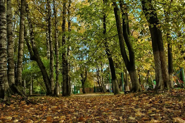 Desfocado Outono Fundo Parque Amarelo Papel Parede Floresta Outono Conceito — Fotografia de Stock