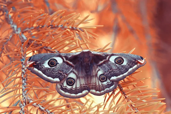 Motýl Pávočný Noční Hmyz Krásný Motýlí Páví Volné Přírodě — Stock fotografie