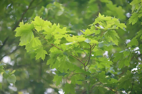 緑の枝は背景を残す 抽象的なビュー季節の夏の森 エココンセプト — ストック写真