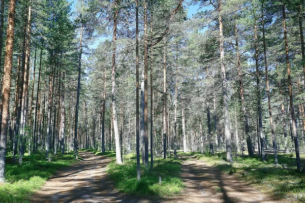 Краєвид Літньому Лісі Зелені Дерева Літній Вид Пішохідний Туризм Лісі — стокове фото