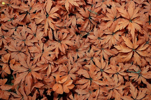 Gelbes Gras Blätter Von Oben Ansicht Wildes Feld Indischen Sommer — Stockfoto