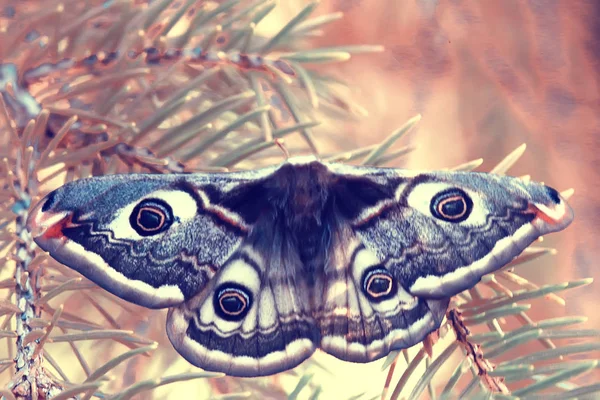 Farfalla Occhio Pavone Notturno Insetto Bella Farfalla Occhio Pavone Natura — Foto Stock