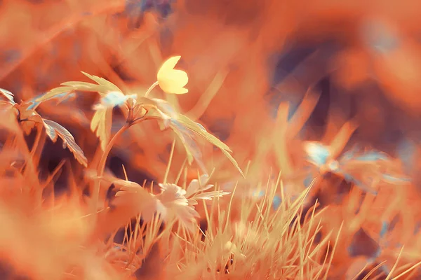 Herbe Jaune Feuilles Vue Dessus Champ Sauvage Indien Été Paysage — Photo