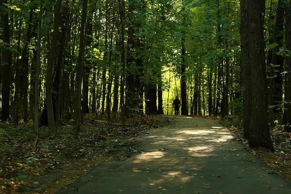 Letní Park Krajina Sezonní Výhled Zelené Stromy Létě Koncept Přírodní — Stock fotografie