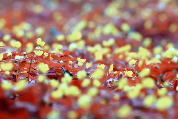 Ranuncoli Fiori Sfondo Astratto Sfondo Stagionale Primavera Estate Natura Fiore — Foto Stock