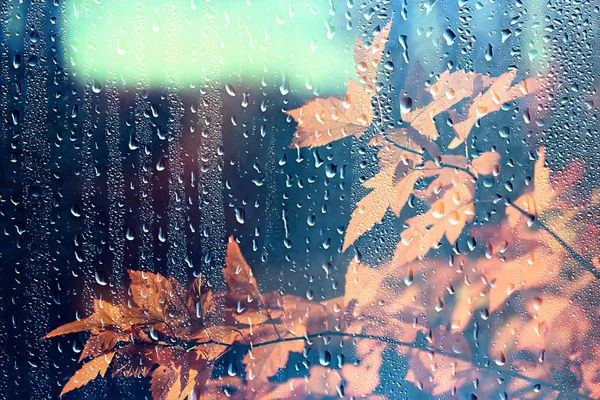 Regen Fenster Herbst Park Zweige Blätter Gelb Abstrakt Herbst Hintergrund — Stockfoto