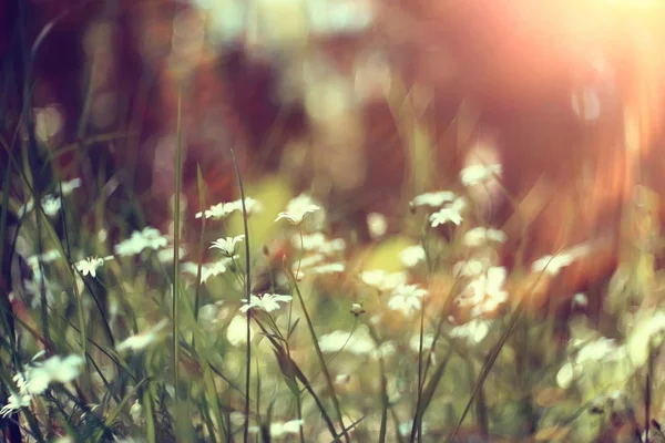 Wildblumen Feld Natur Landschaft Abstrakt Hintergrund Ansicht Sommer Blumen Details — Stockfoto