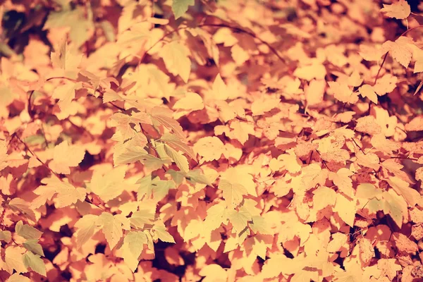 Zweige Blätter Gelb Hintergrund Abstrakt Saisonalen Hintergrund Fallende Blätter Schönes — Stockfoto