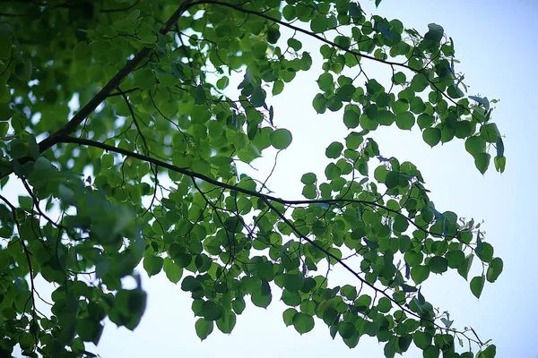 Cabang Hijau Daun Latar Belakang Abstrak Tampilan Musiman Hutan Musim — Stok Foto