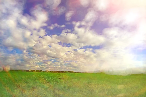 Dandelions Field City Abstract Summer Landscape Field Yellow Flowers Suburbs — Stock Photo, Image