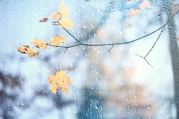 Deszcz Okno Jesień Park Oddziałów Pozostawia Żółty Streszczenie Jesienny Tło — Zdjęcie stockowe