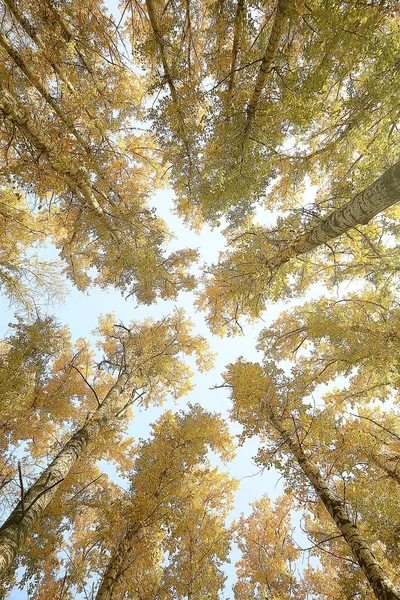 Olhar Para Cima Ramos Árvores Outono Fundo Abstrato Paisagem Outono — Fotografia de Stock