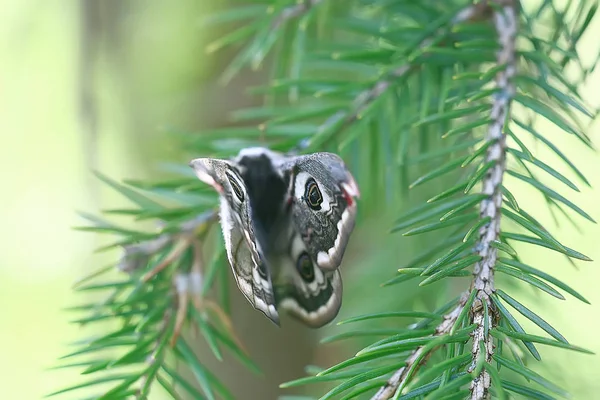 Butterfly Peacock Eye Nocturnal Insect Beautiful Butterfly Peacock Eye Wild — Stock Photo, Image