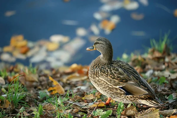 Kachní Podzimní Park Jezírko Rybníka Parku Mallard Stěhovavý Pták — Stock fotografie