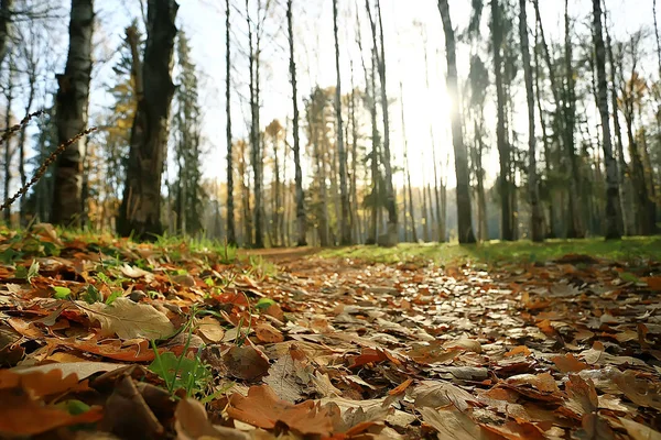 yellow leaves bokeh seasonal background / beautiful autumn leaves yellow branches abstract background, leaf fall concept