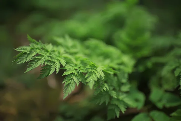 Grünes Gras Blätter Von Oben Ansicht Wildes Feld Sommer Dschungel — Stockfoto